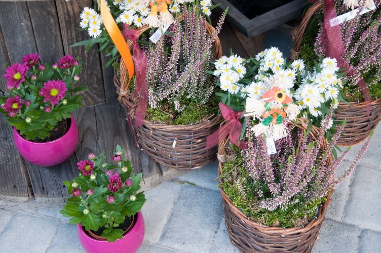 Pflanzen für Innen / Außen | Gartengalerie Altersberger | Gartendesign