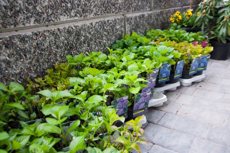 Pflanzen für Innen / Außen | Gartengalerie Altersberger | Gartendesign