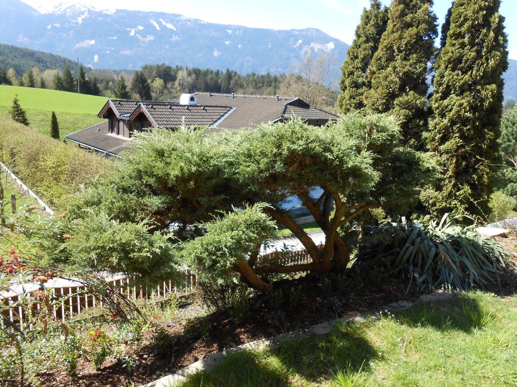 xWacholder 1 vorher